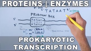 Proteins and Enzymes in Prokaryotic Transcription [upl. by Fennell]