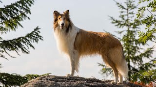 Tierischer Star quotLassiequot kommt zurück [upl. by Nuahsel]