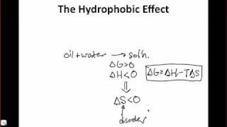 The Hydrophobic Effect [upl. by Annekim]