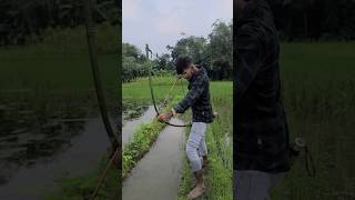 Fishing x animalsfishhooks cat fish shorts catfish shark fishingvideo fishvideo fishing [upl. by Nordna422]