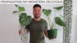 Propagating My Monstera Deliciosa  Houseplant Update Spring 2019 [upl. by Aienahs352]