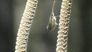 YellowFaced Honeyeater feeding on Grasstree nectar [upl. by Nabru]