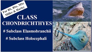 Class Chondrichthyes Subclass Elasmobranchii amp Holocephali BSBSc MSc Miller amp Harley [upl. by Clarhe971]