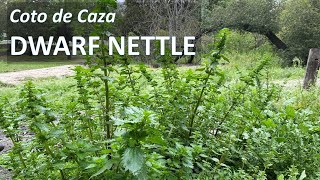 STINGING DWARF NETTLE Urtica urens aka Annual Nettle identification uses herbal medicine [upl. by Rupert]