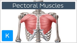 Pectoral Muscles Area Innervation amp Function  Human Anatomy  Kenhub [upl. by Cale]