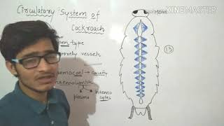 Circulatory system of Cockroach in detailMust watch [upl. by Ilarrold]