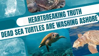 Heartbreaking Truth Dead Sea Turtles Are Washing Ashore in Greece—Will You Help Save Them [upl. by Noyek]