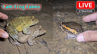 Funny catch frog make you laugh [upl. by Nae]