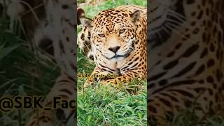 Fact About Cheetah shorts shortsfeed viralshorts facts animals 😊🐆🐆 [upl. by Godding]