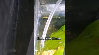 L181 Peppermint Bristlenose Pleco fish aquarium plantedtank [upl. by Delano18]