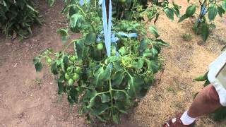 85 Year Old Grandpa Gives Vegetable Gardening Tips [upl. by Ileek]