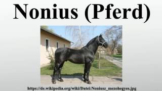 Nonius Pferd [upl. by Kattie]