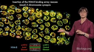 Abby Dernburg UC Berkeley  LBNL  HHMI Part 2 Chromosome Pairing during Meiosis [upl. by Eedia]