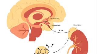 Basic introduction of hypothalamus pituitary axis USMLE Made Easy [upl. by Derfniw]