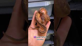 Sunset Ball Pythons🤯 animals python ballpython royal morph genetics sunset dc viralvideo [upl. by Aek]