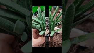 Gasteria carinata Separación de plantas plantas suculentas vivero [upl. by Gomer269]