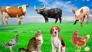 Farm Animal Life  Cow Buffalo Pig Chicken Dog Cat  Animal Sounds [upl. by Vasyuta]