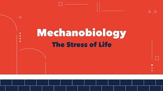 Mechanobiology the stress of life [upl. by Einnaoj361]