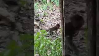 Baby Monkey monkeylove monkey naturemonkey naturewalk shortvideo [upl. by Wilkens]