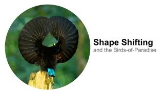 Shape Shifting and the BirdsofParadise [upl. by Cantone]