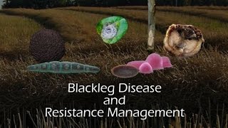 Blackleg disease and resistance management [upl. by Marget]