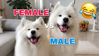 Funny Differences Between Female And Male Samoyeds [upl. by Olram603]