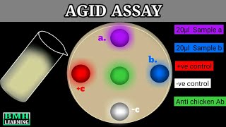 Agar Gel Immunodiffusion Assay  AGID Assay [upl. by Aihsiym835]