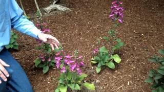 Digitalis purpurea  Foxglove  Landscape and Garden Flowers [upl. by Htabazile]