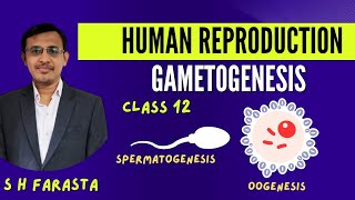 Gametogenesis Class 12Spermatogenesis and Oogenesis Class 12Human reproduction [upl. by Cookie]