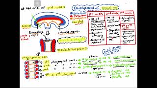 Embryology Development of musculoskeletal system for USMLE step 1 and undergraduates [upl. by Eenimod510]