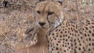 Cheetah Catches And Eats Antelope HD [upl. by Dulla677]