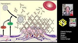 HEMOSTASIA SISTEMA FIBRINOLITICO 6 [upl. by Lak]