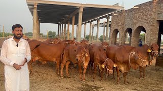 Elite Sahiwal Cattle Farm Sheikh Ismail Dairy and Cattle Farm [upl. by Akirdnwahs]