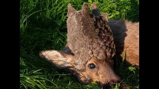 Deformed Deer Spotted In Sweden Has A Bizarre Cactus Like Growth On Its Face [upl. by Etnor244]