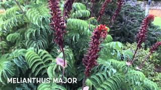 Melianthus major Garden Center online Costa Brava  Girona [upl. by Campney]