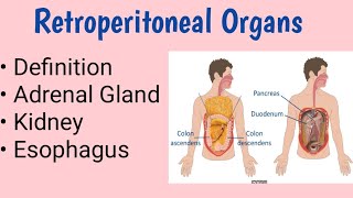 Retroperitoneal Organs [upl. by Yenohtna]