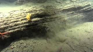 Predation Events Atlantic Canyons amp Seamounts 2014 [upl. by Anastatius]