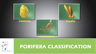 PORIFERA CLASSIFICATION [upl. by Nale749]