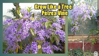 Grow Petrea Vine Like a Tree  How To Grow Petrea vine plant  Petrea Tree [upl. by Elleinnad467]