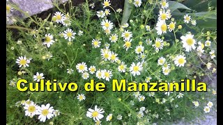 Cultivo de manzanilla [upl. by Eanil270]