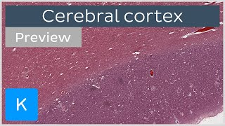 Cerebral cortex preview  Human histology  Kenhub [upl. by Rouvin]