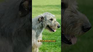 top 10 most hideous dog breeds in the Worldmost Ugliestdoglovertop [upl. by Nai]