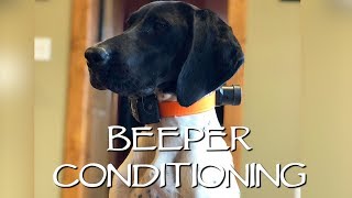 Beeper Conditioning with The DT Systems RAPT 1450  Upland Bird Dog Training [upl. by Jaquenetta875]