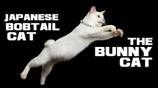 10 Japanese Bobtail Cat Facts  The Bunny Cat  Animal a Day [upl. by Nani413]