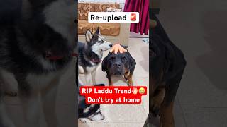 laddu muthaiya Sorry 😭🚨shorts dog husky trendingsongs [upl. by Hurff]