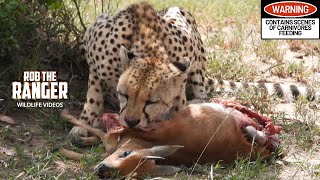 Cheetah With A Steenbok Meal  Lalashe Maasai Mara Safari [upl. by Pearla]