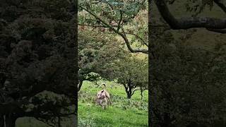 ferreting rabbiting hunting lurcher huntinguk workingdogs [upl. by Nnyleuqaj]