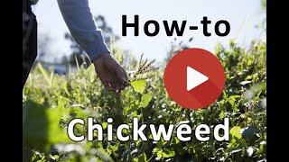 How to ID chickweed [upl. by Norreht]