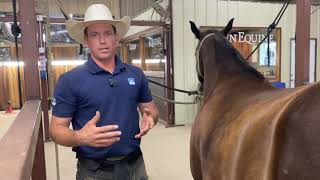 Satisfying Horse Hoof Restoration A step by step guide of the hows and why’s of horse shoeing [upl. by Stanwinn]