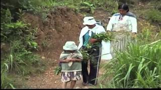 COCA TEST SPACCIATORE SU BOLIVIA [upl. by Ethbinium]